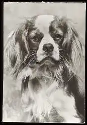 x13628; Cavalier King Charles Spaniel.