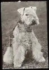 x13630; Lakeland terrier.