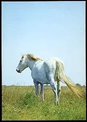 x13637; Pferd.
