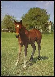 x13643; Pferd.