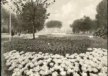 x16082; Garten Ansichtskarte: Köln 1957 Bundesgartenschau S/W Fotokarte nach Bodendorf.
