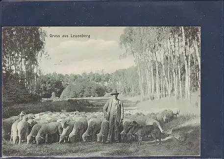 AK Gruss aus Leuenberg ( Schafherde) 1912