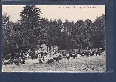 AK Moritzburg Fütterung der Wildschweine 1904