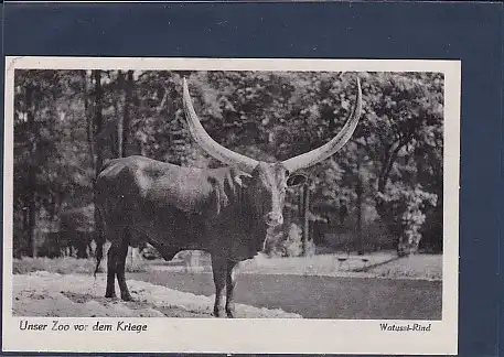 AK Unser Zoo vor dem Kriege Watussi-Rind 1940