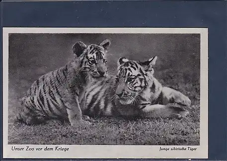 AK Unser Zoo vor dem Kriege Junge sibrische Tiger 1940