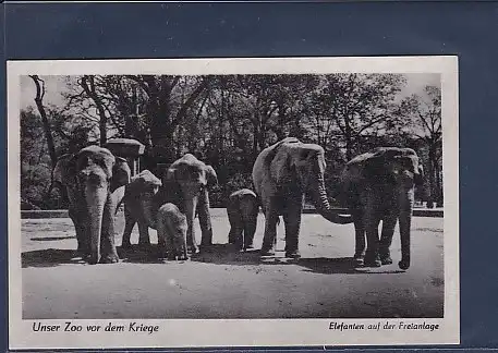 AK Unser Zoo vor dem Kriege Elefanten auf der Freianlage 1940