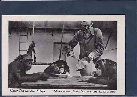 AK Unser Zoo vor dem Kriege Schimpansinnen Titine Susi und Lore bei der Mahlzeit 1940