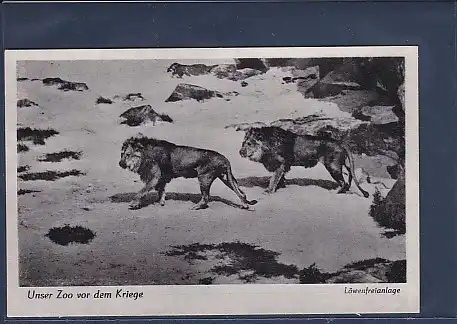 AK Unser Zoo vor dem Kriege Löwenfreianlage 1940