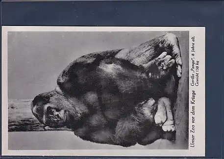 AK Unser Zoo vor dem Kriege Gorilla Pongo 8 Jahre alt, 1940
