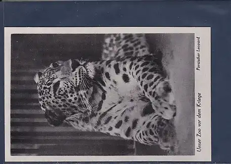 AK Unser Zoo vor dem Kriege Persischer Leopard 1940