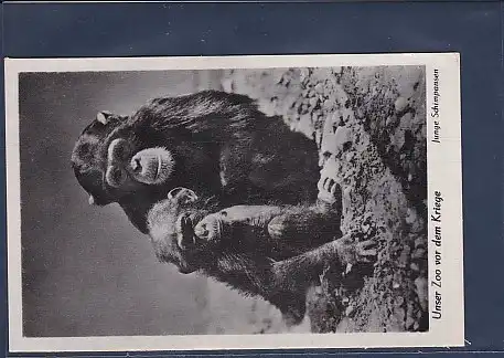 AK Unser Zoo vor dem Kriege Junge Schimpansen 1940