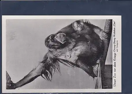 AK Unser Zoo vor dem Kriege Orang-Utang Weibchen Cleo mit Jungen 1940