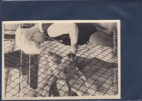 Photo AK Zoo Berlin Hausziegen 1940