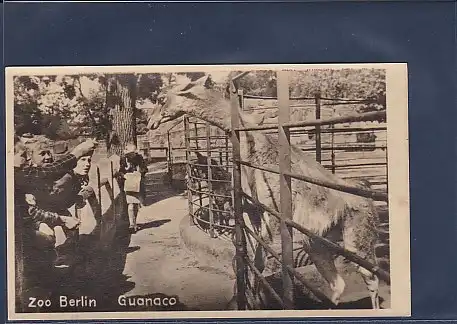 Photo AK Zoo Berlin Guanaco 1940