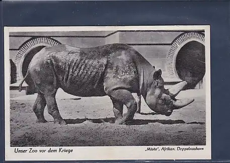 AK Unser Zoo vor dem Kriege Mtoto Afrikan. Doppelnashorn 1940
