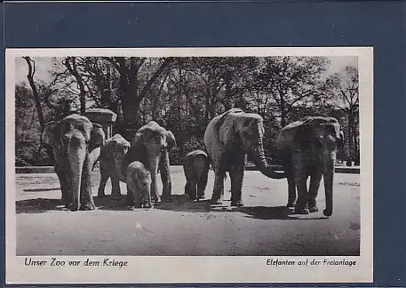 AK Unser Zoo vor dem Kriege Elefanten auf der Freianlage 1940