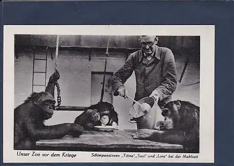 AK Unser Zoo vor dem Kriege Schimpansinnen Titine Susi und Lore bei der Mahlzeit 1940
