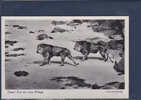 AK Unser Zoo vor dem Kriege Löwenfreianlage 1940