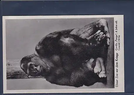 AK Unser Zoo vor dem Kriege Gorilla Pongo 8 Jahre alt 1940