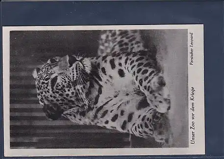 AK Unser Zoo vor dem Kriege Persischer Leopard 1940
