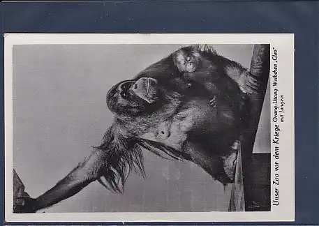 AK Unser Zoo vor dem Kriege Orang Utang Weibchen Cleo mit Jungem 1940
