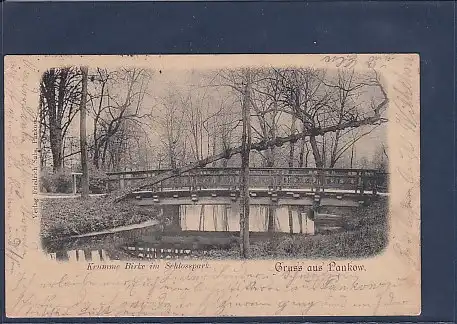 AK Gruss aus Pankow Krumme Birke im Schlosspark 1898