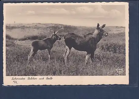 AK Sicherndes Elchtier mit Kalb 1939