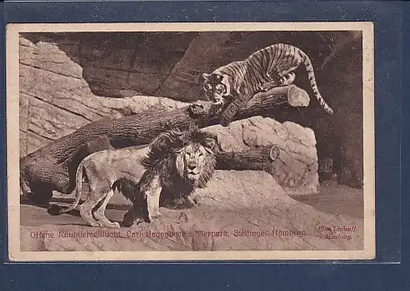 AK Carl Hagenbeck´s Tierpark Offene Raubtierschlucht 1910 