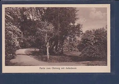 AK Partie vom Ohrberg mit Judasbaum 1927