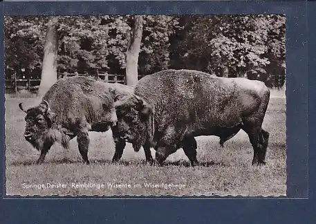 AK Springe / Deister Reinblütige Wisente im Wisentgehege 1959