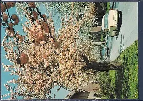 AK Berlin Britz Baumblüte 1970