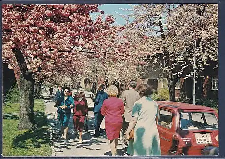 AK Berlin Baumblüte in Britz 1970