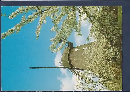 AK Berlin Baumblüte in Britz 1970