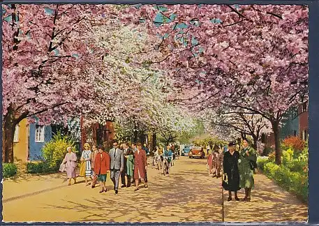 AK Berlin Britz  Baumblüte 1970