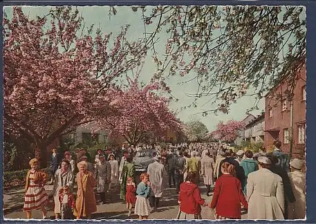 AK Berlin Baumblüte in Britz 1970