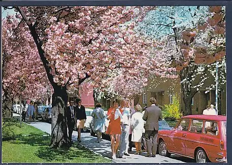 AK Berlin Britz Baumblüte 1970