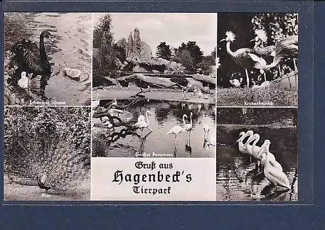 AK Gruß aus Hagenbecks Tierpark 5.Ansichten 1960