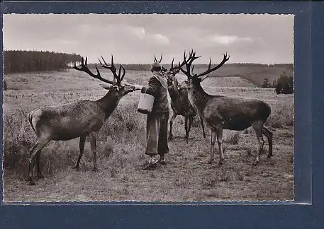 AK Marienteichbaude Einzige Sommerfütterung im Harz aus freier Wildbahn 1960