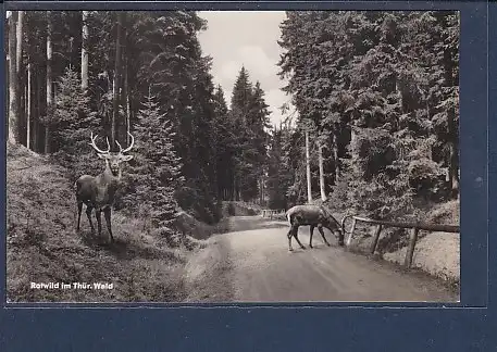 AK Rotwild im Thür. Wald 1957