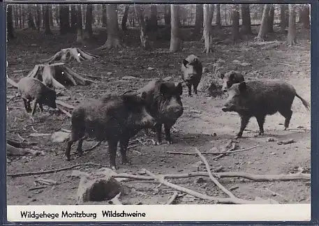 AK Wildgehege Moritzburg Wildschweine 1974