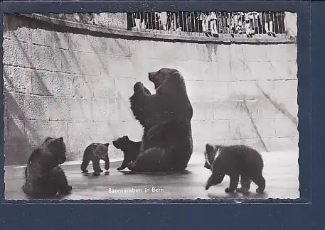 AK Berne La Fosse aux ours Bear Pit  Bärengraben in Bern 1953