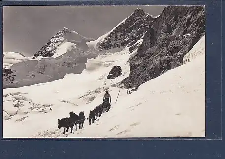 AK Polarhunde Jungfraujoch 1950