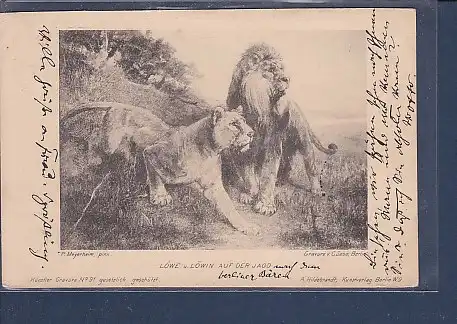 AK Löwe u. Löwin auf der Jagd 1904