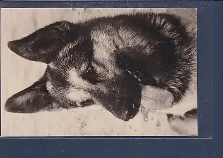 AK Deutscher Schäferhund 1968