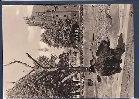 AK Berlin Bärenzwinger im Köllnischen Park rechts Märkisches Museum 1971
