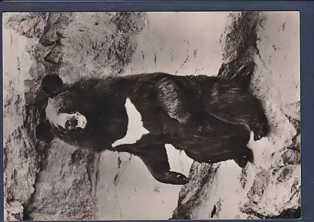 AK Kragenbär im Tierpark Berlin 1963