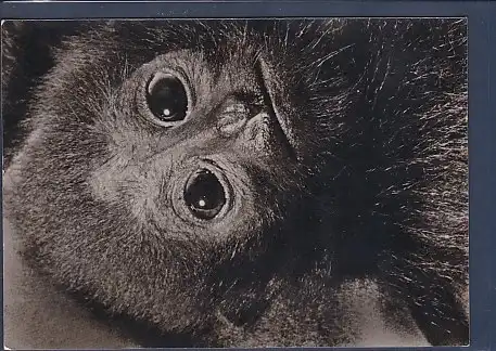 AK Porträt eines jungen Schopfgibbons im Tierpark Berlin 1963