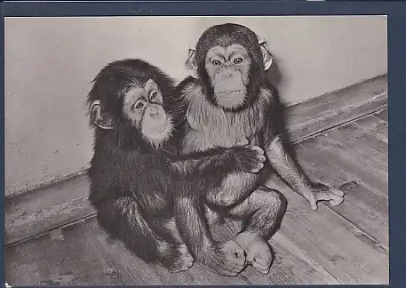 AK Schimpansenkinder Jacques und Tim im Tierpark Berlin 1965