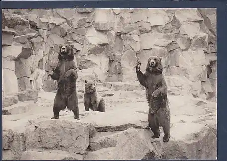 AK Tierpark Berlin Kamtschatkabären im Bärenschaufenster 1964