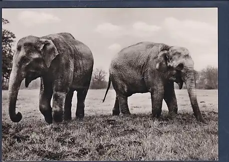 AK Indische Elefanten Dombo und Bambi im Tierpark Berlin 1963